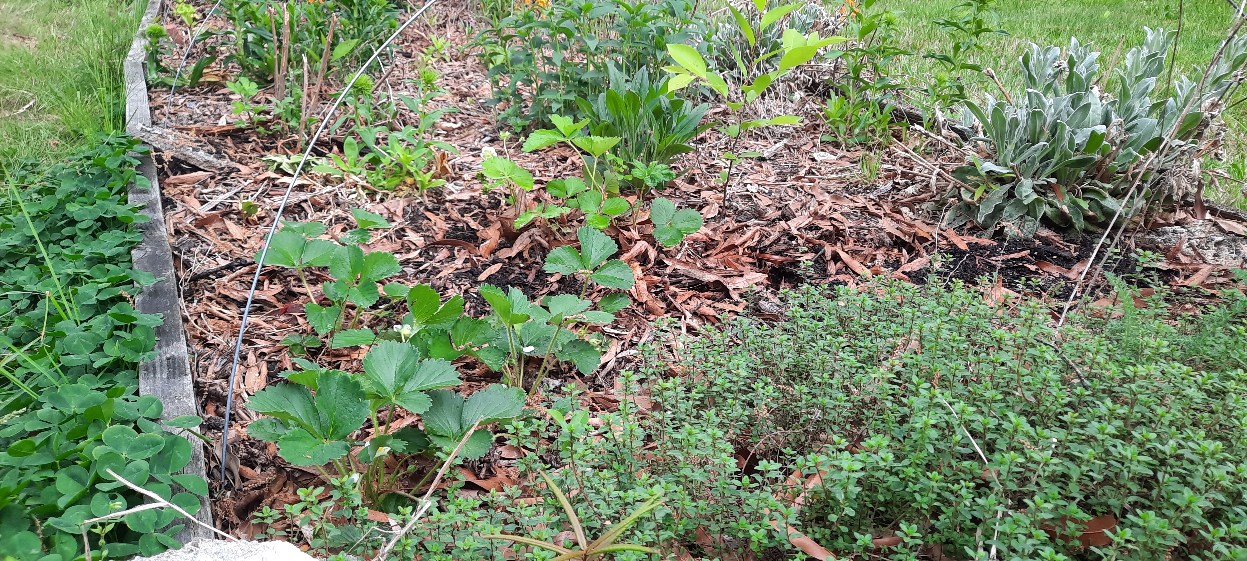 Incorporating Edible Plants Into Your Established Landscape 2 1000032821