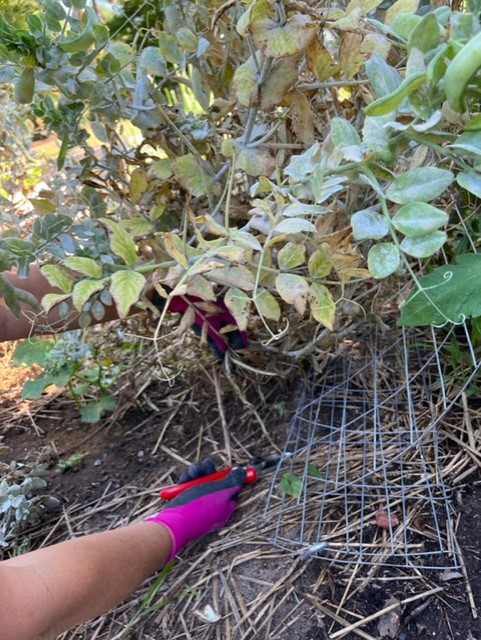 It's officially summer — what does your garden need? 2 When removing one crop to begin another cut the spent stems at the soil line rather pull the plants out. (Photo: Peggy Singlemann)