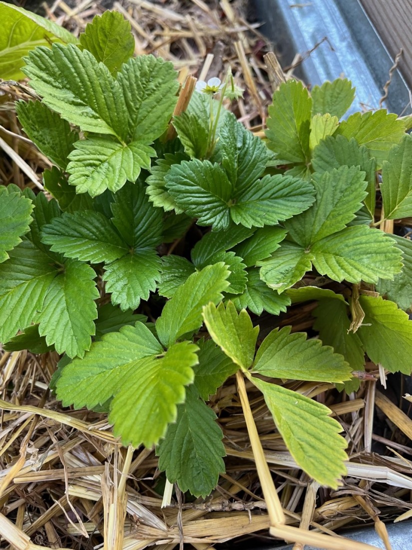 Tucking straw around strawberry plants will protect the crown, reduce weeds, and retain soil moisture. (Photo: Peggy Singlemann)