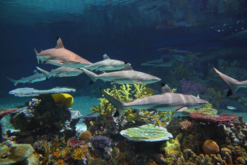 national aquarium sharks