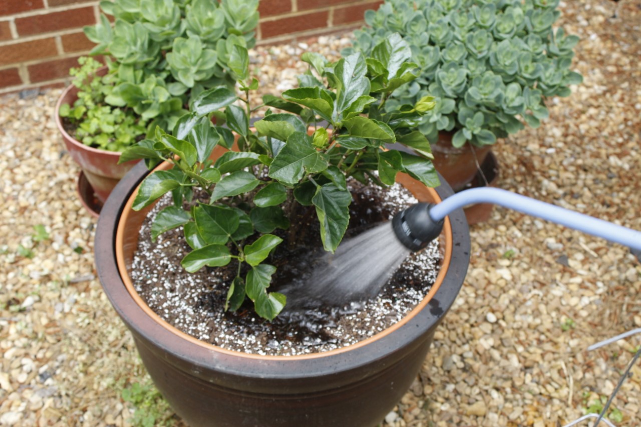Prepare for Summer Blooms and Sow Fall Vegetables 1 Peggy recommends using a water spout attachment on your garden hose to have more control over watering the base of your plants. (Photo by Peggy Singlemann)