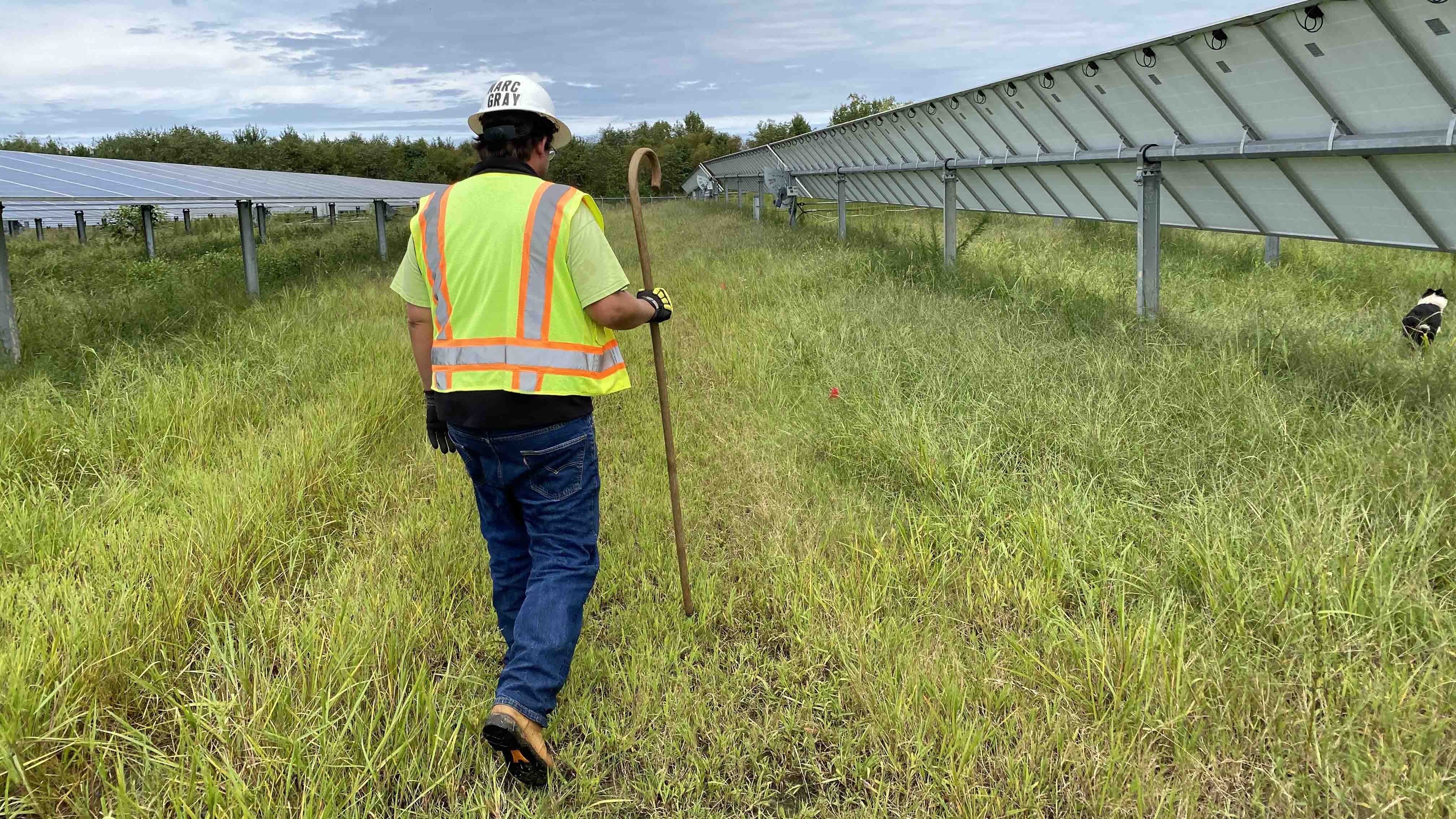 Marcus Gray, of Gray's LAMBscaping, walks through a Sussex County field filled by solar panels.