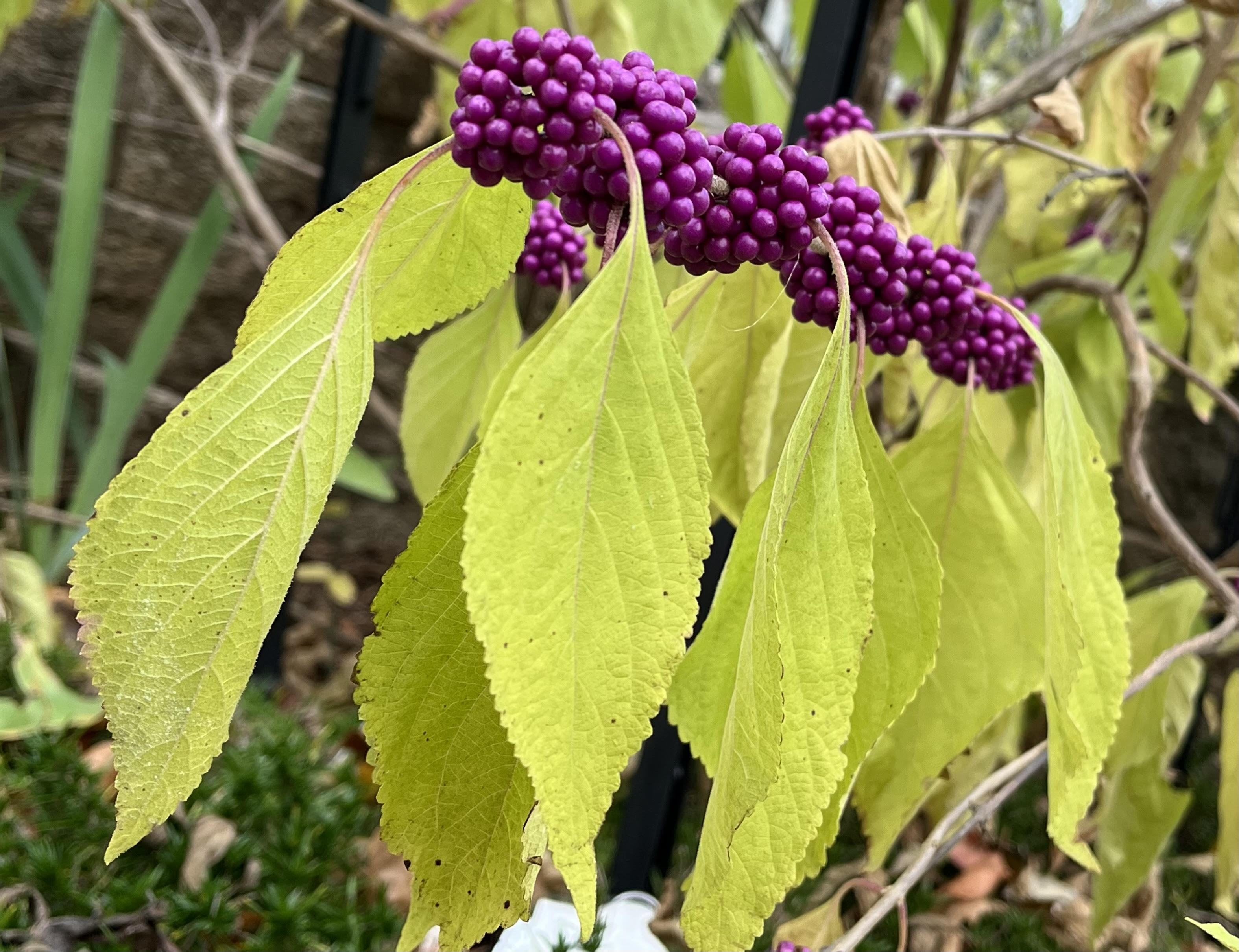 Berries, Berries, Everywhere!