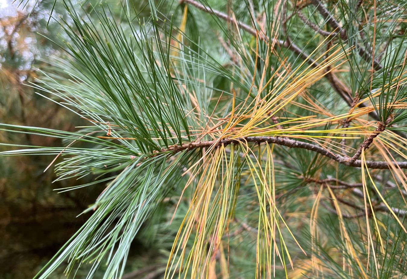 Gardening before the First Frost 2 White pines shed their 3-year-old needles each fall. (Photo: Peggy Singlemann)