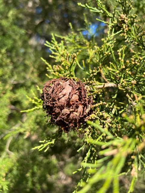 The days are getting shorter, but we're still busy in the garden! 4 Cedar Apple Rust galls form on Eastern Red Cedar trees. The fungus then infects nearby apple trees. (Photo: Peggy Singlemann)