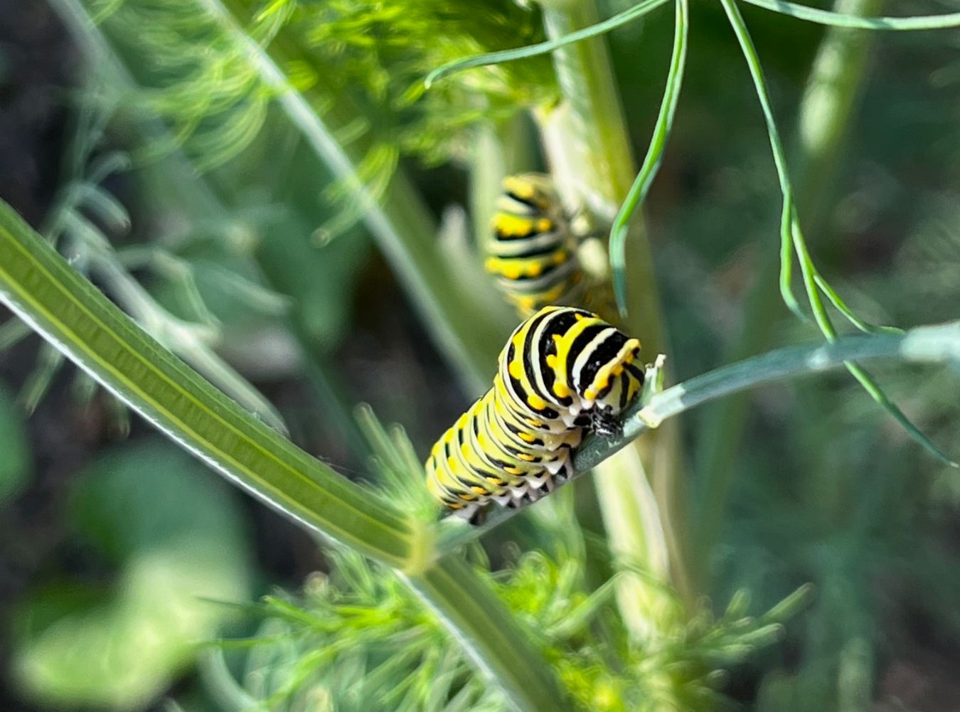 Walking a site regularly sometimes brings up surprises like black swallowtail caterpillars!&nbsp;(Photo: Peggy Singlemann)