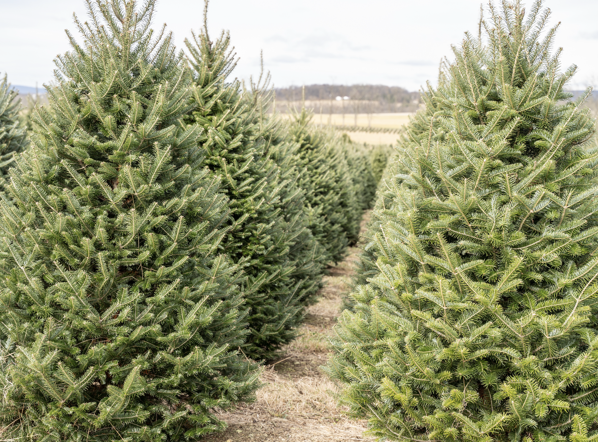 Evergreen Trees Carry the Season
