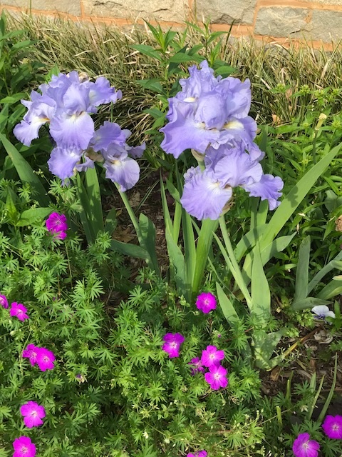 Don't spring right into full gardening (yet!) 4 sifakljf (Photo: Peggy Singlemann)
