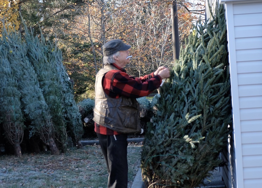 Tree farmer Bill Francisco puts some price stickers on his recent shipment of trees. (Photo: Ian Stewart/VPM News)