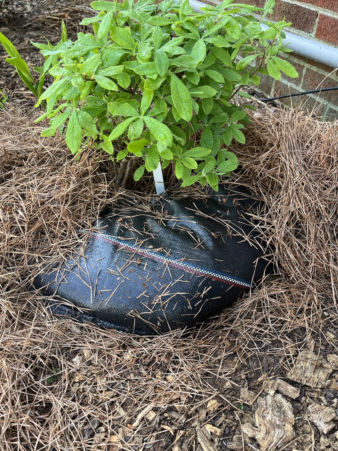 Gosh, It’s Hot! 2 Hydration systems perform best when mulched.