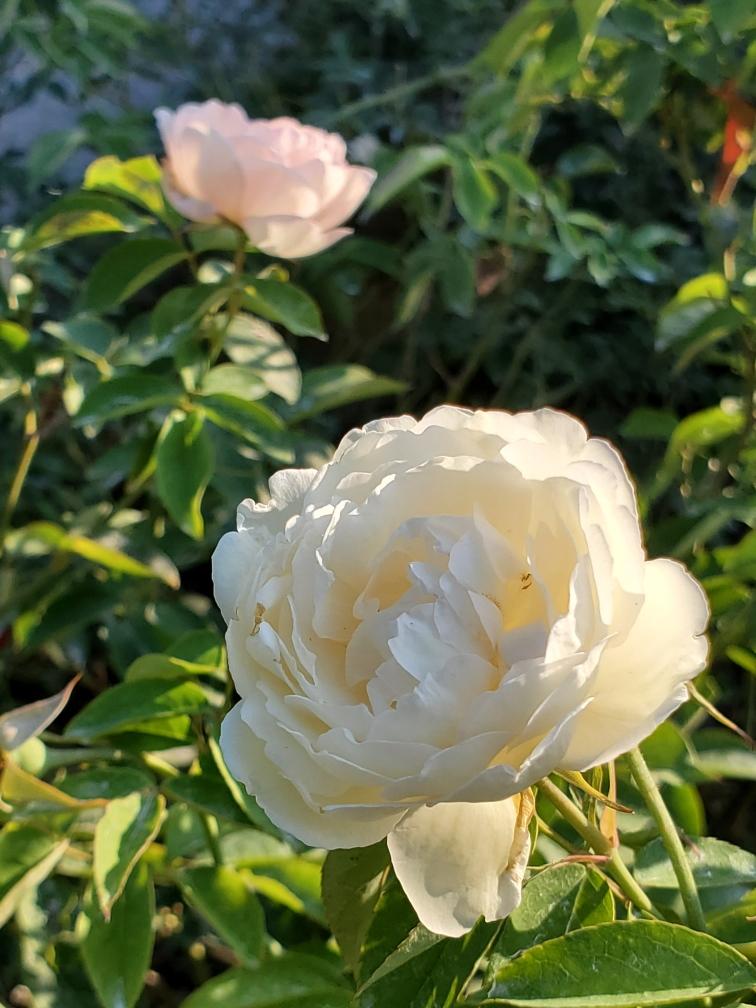 Cool-Weather Plants and First Frost Prep 1 Continue to protect roses from diseases for a few more weeks. (Photo: Peggy Singlemann)