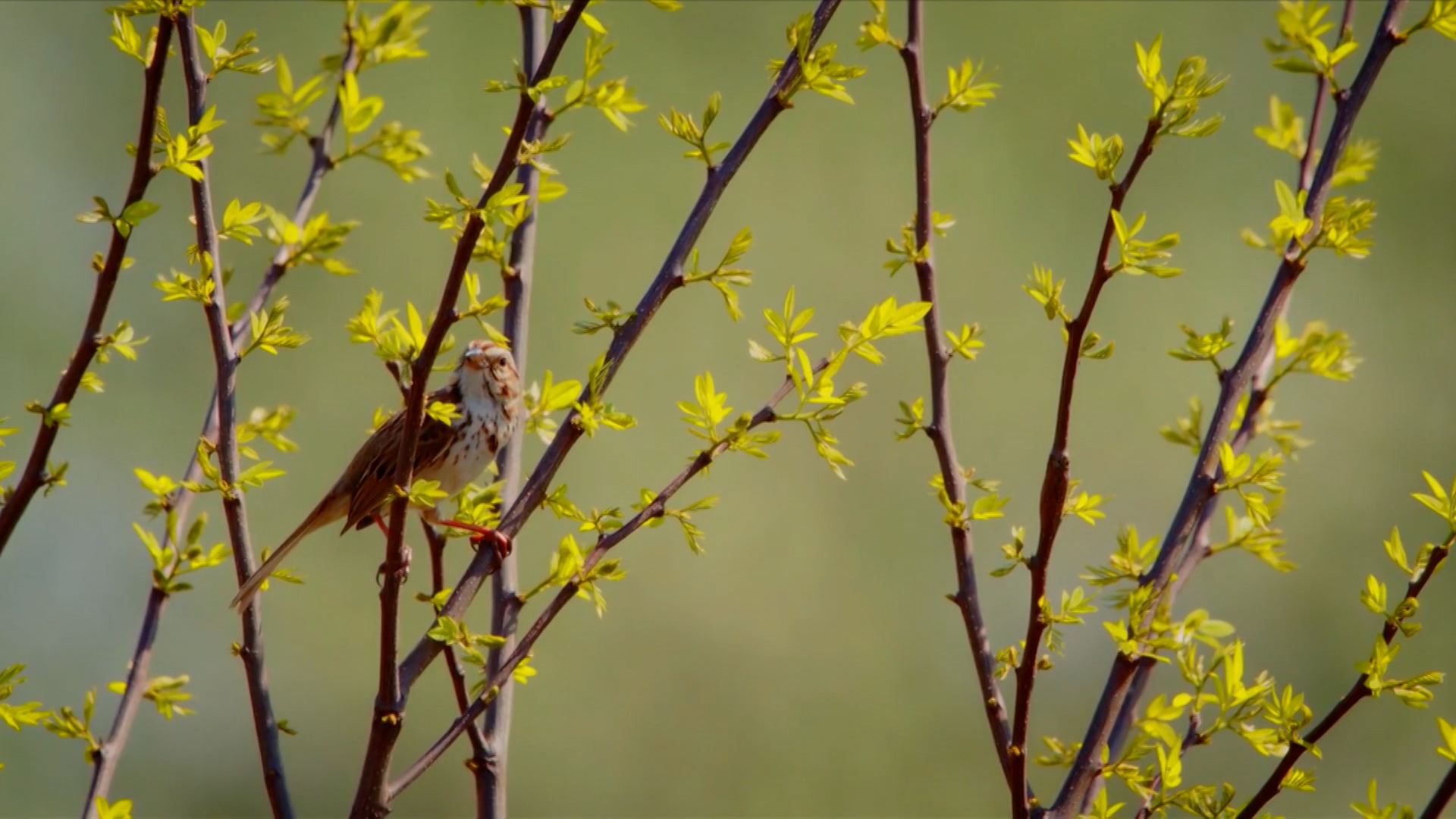 A thriving garden is full of life beyond the plants!