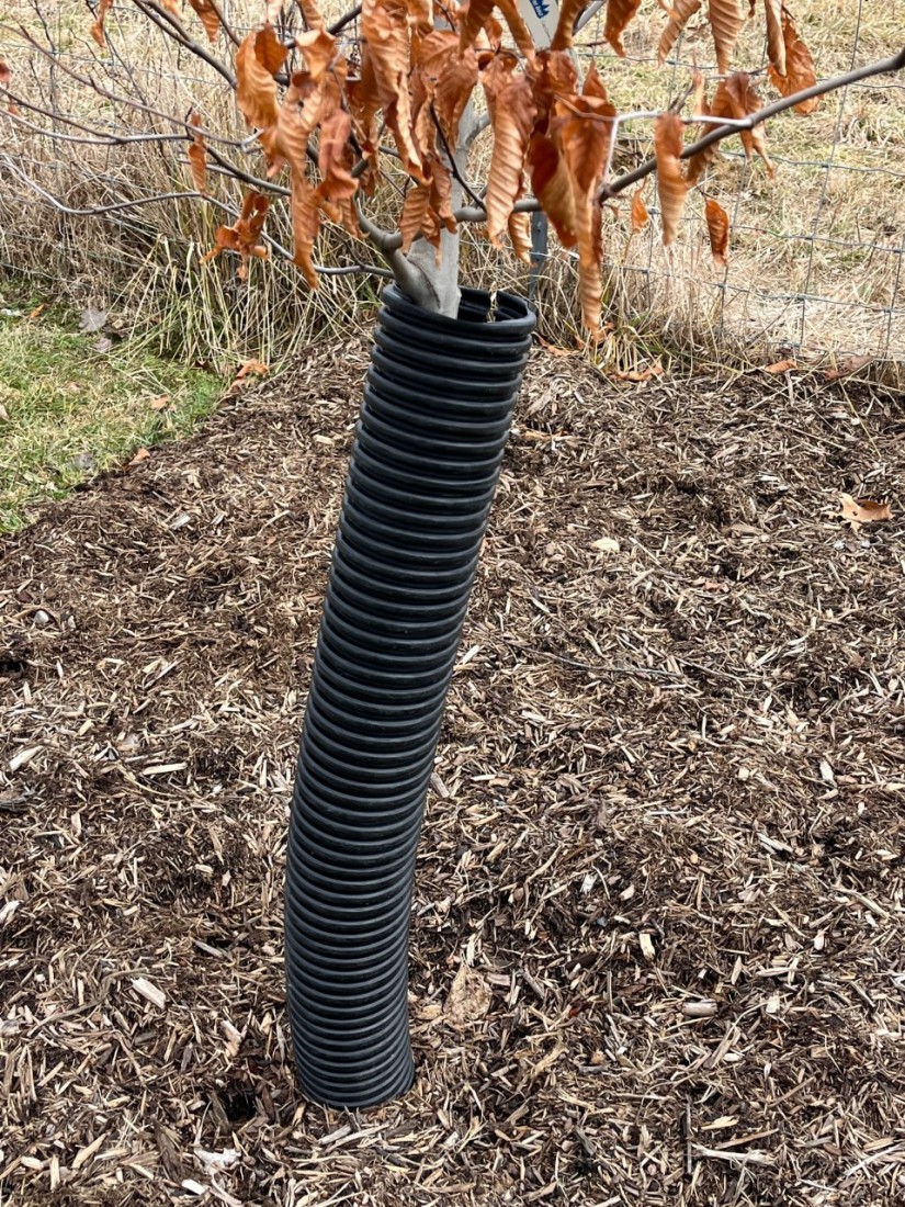 Bumper Crops and Deer Deterrents for Summer 2 Protective barriers need to be placed in August and removed in the early spring to prevent deer rubs. (Photo: Peggy Singlemann)