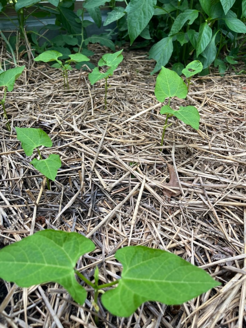 Bumper Crops and Deer Deterrents for Summer 6 Peggy shares her second crop of beans. (Photo: Peggy Singlemann)