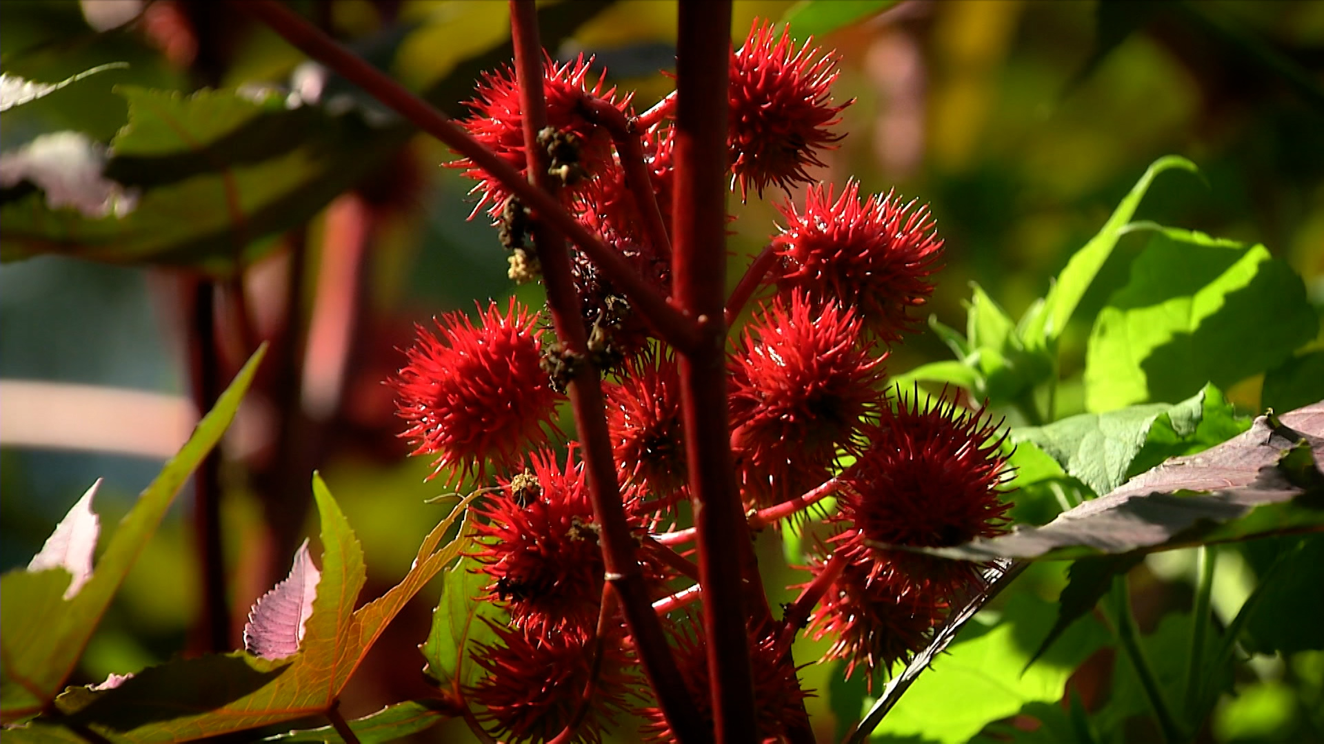 Explore the world of deadly plants