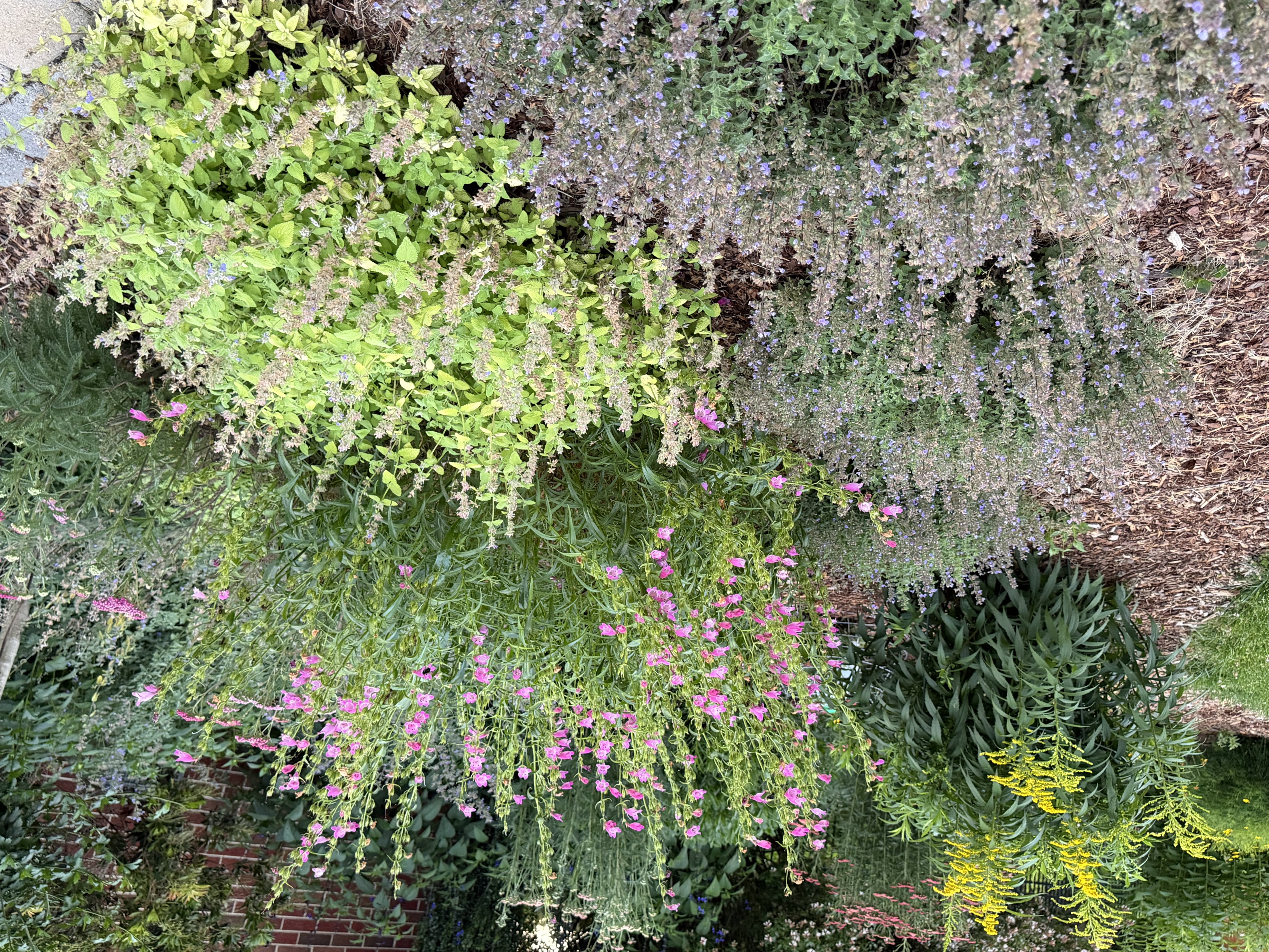 Plants Rabbits Ignore in my Garden 2 catmint beardstongue and goldenrod