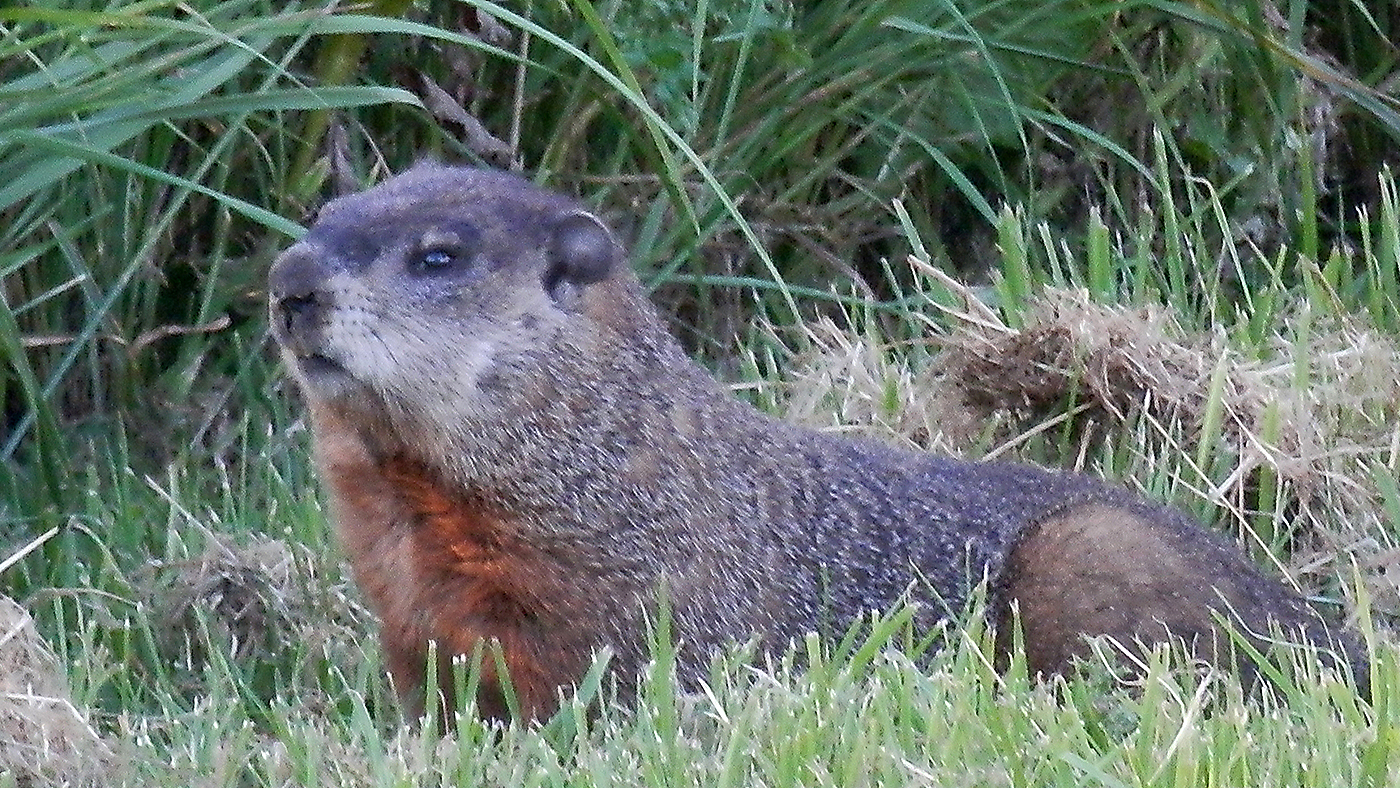 What will Phil say? The Science behind Groundhog Day