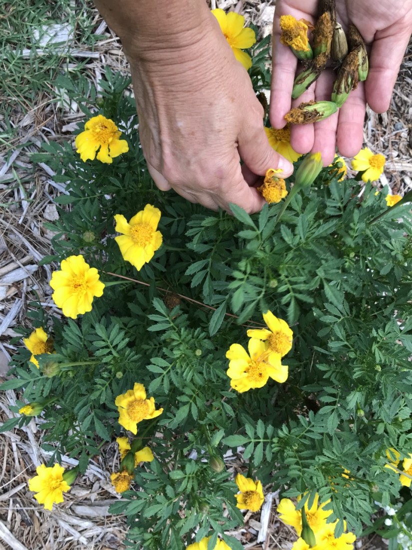 Managing Summer Pests and Planning for Fall 5 Repeatedly de-heading Marigolds keeps them blooming all season long. (Photo: Peggy Singlemann)