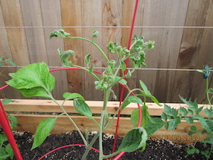 Plant damage from clopyralid or similar herbicides may look like cupping or curling. Not all plants are affected, but many vegetables are.&nbsp;(Photo by:&nbsp;Oregon Department of Agriculture)