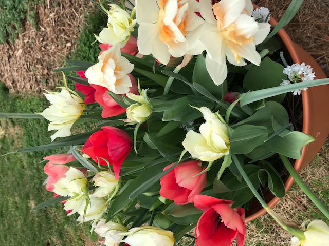 Spring is Officially Here, and so is Frost 1 Peggy keeps non-native ornamentals in pots and planter boxes. (Photo: Peggy Singlemann)