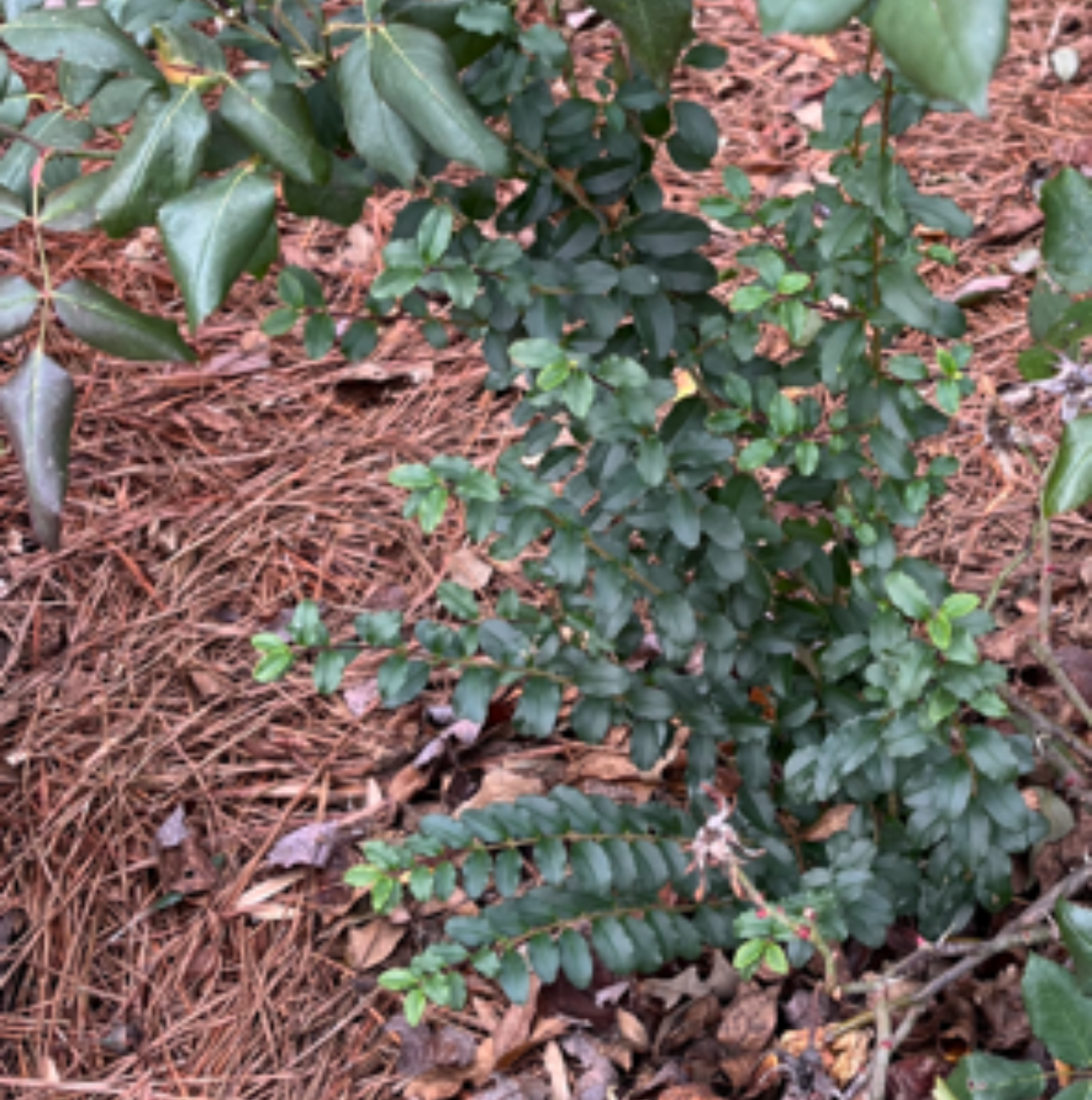 Winter is the perfect time for Trimming, Weeding, and Houseplant Care 3 Cutting the "volunteer plants" back to the ground will only stimulate more growth in the spring. (Photo: Peggy Singlemann)