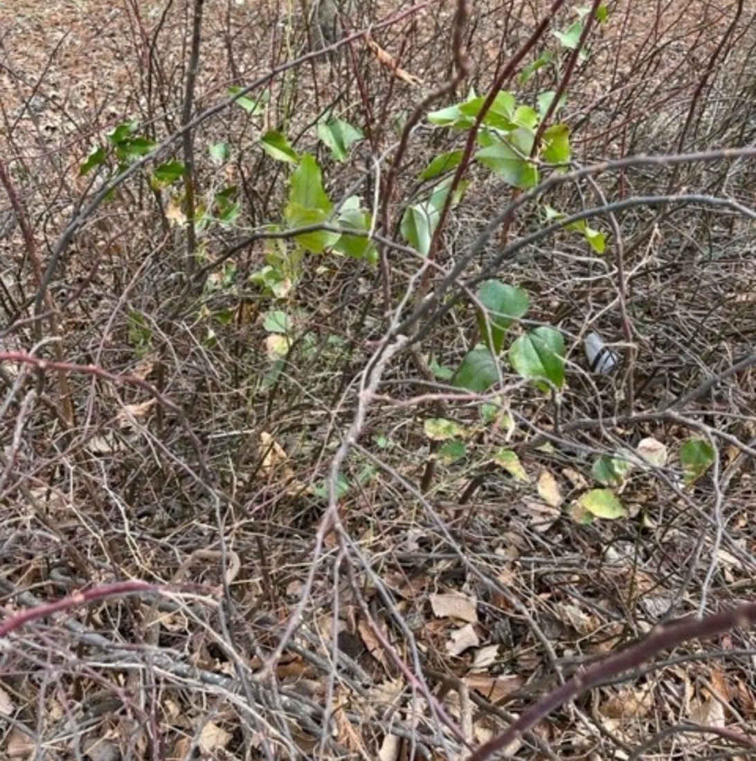 Winter is the perfect time for Trimming, Weeding, and Houseplant Care 2 “Volunteer” plants are easy to spy in the winter, and with the high soil moisture, these invaders can be dug out. (Photo: Peggy SInglemann)