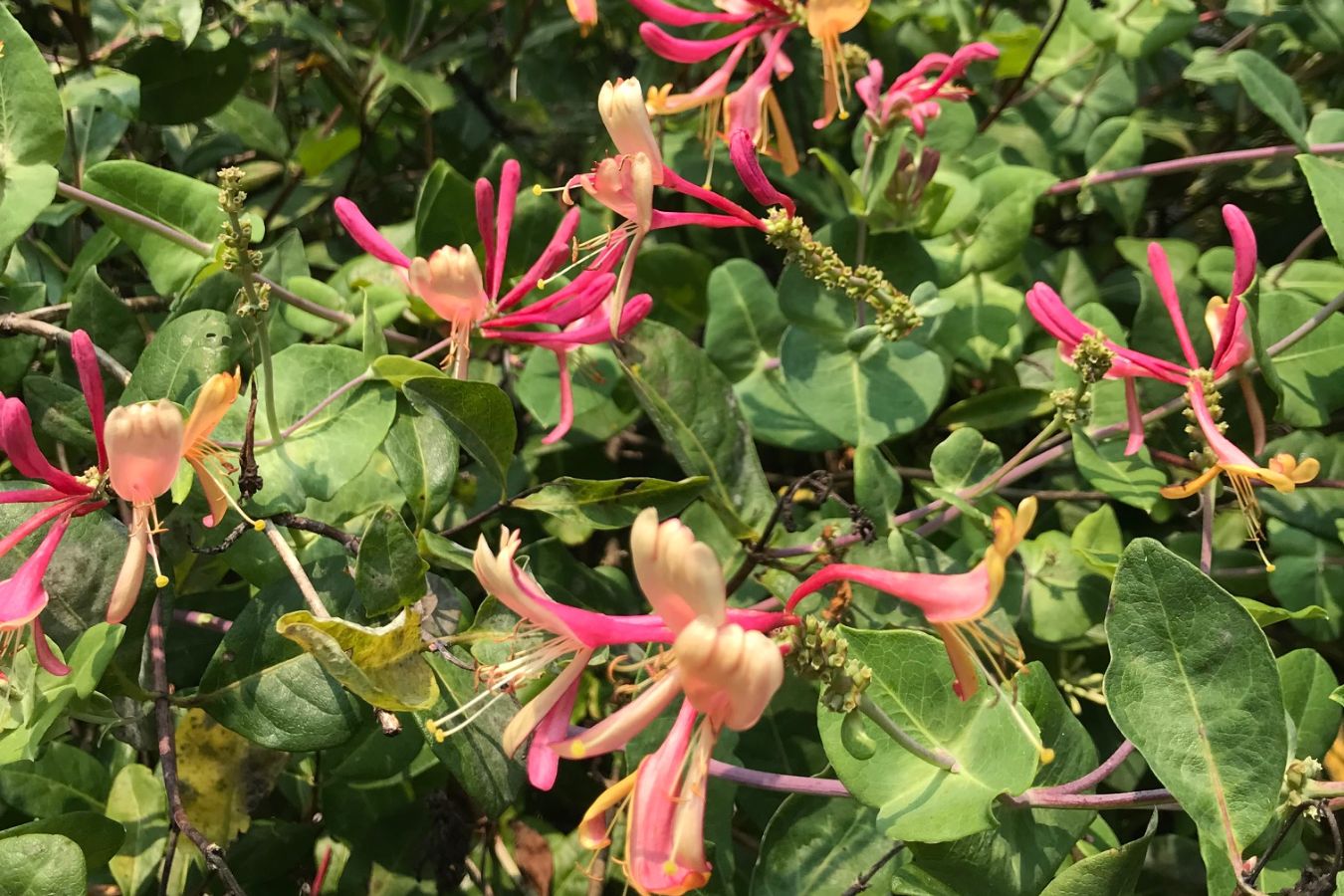 Dividing, Cuttings and Seeds 5 Hummingbirds love native coral honeysuckle. (Photo: Peggy Singlemann)
