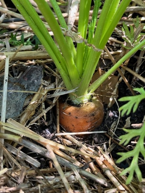 It's officially summer — what does your garden need? 6 Brush away the soil at the crown to determine when to harvest root crops such as this carrot. (Photo: Peggy Singlemann)