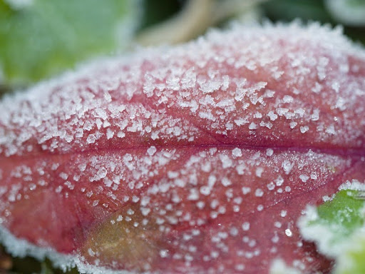 leaf