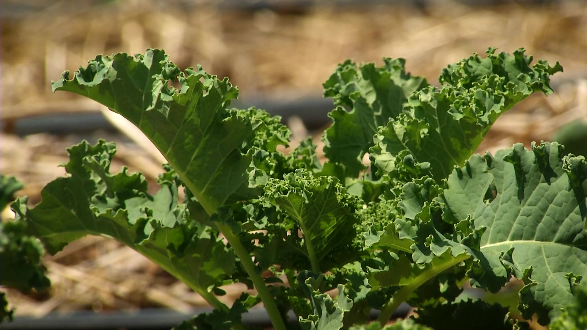 Visit community gardens making a difference in their neighborhoods 1 207b