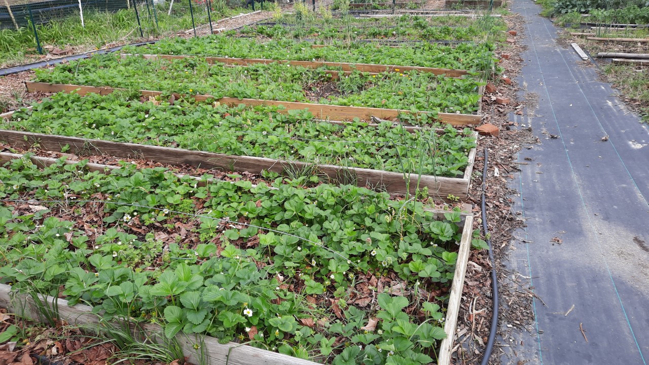 Caring for your strawberries to enlarge your patch 1 thumbnail 20230408 095259