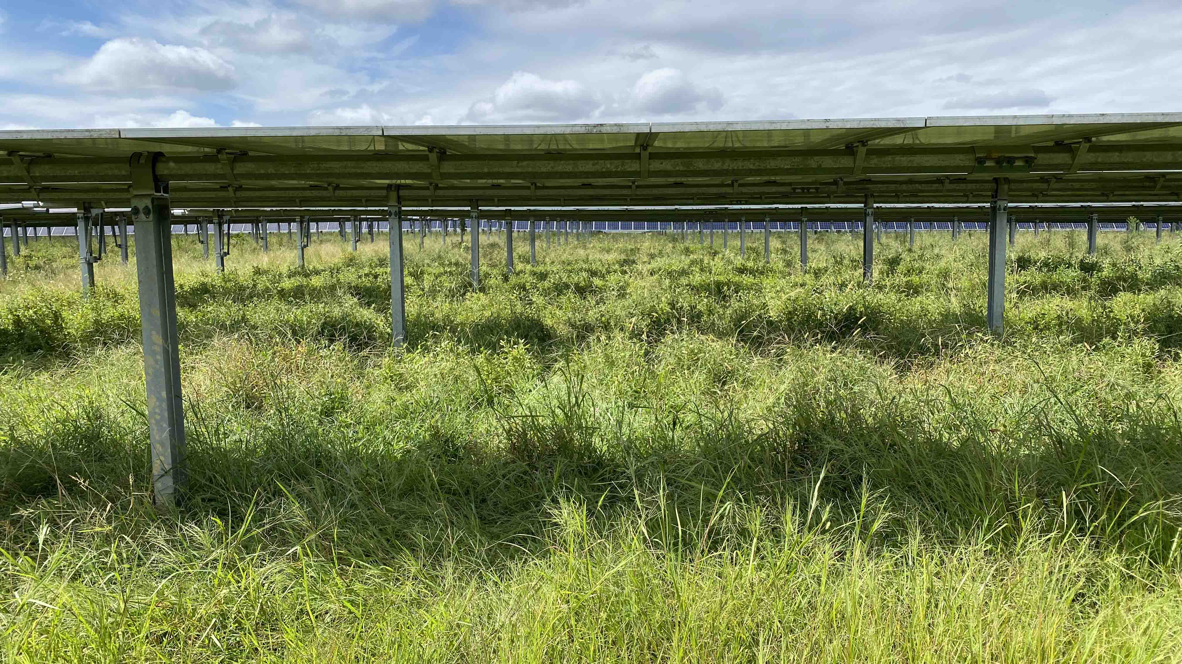 Sheep help maintain the grass beneath Dominion Energy solar panels in Sussex County.