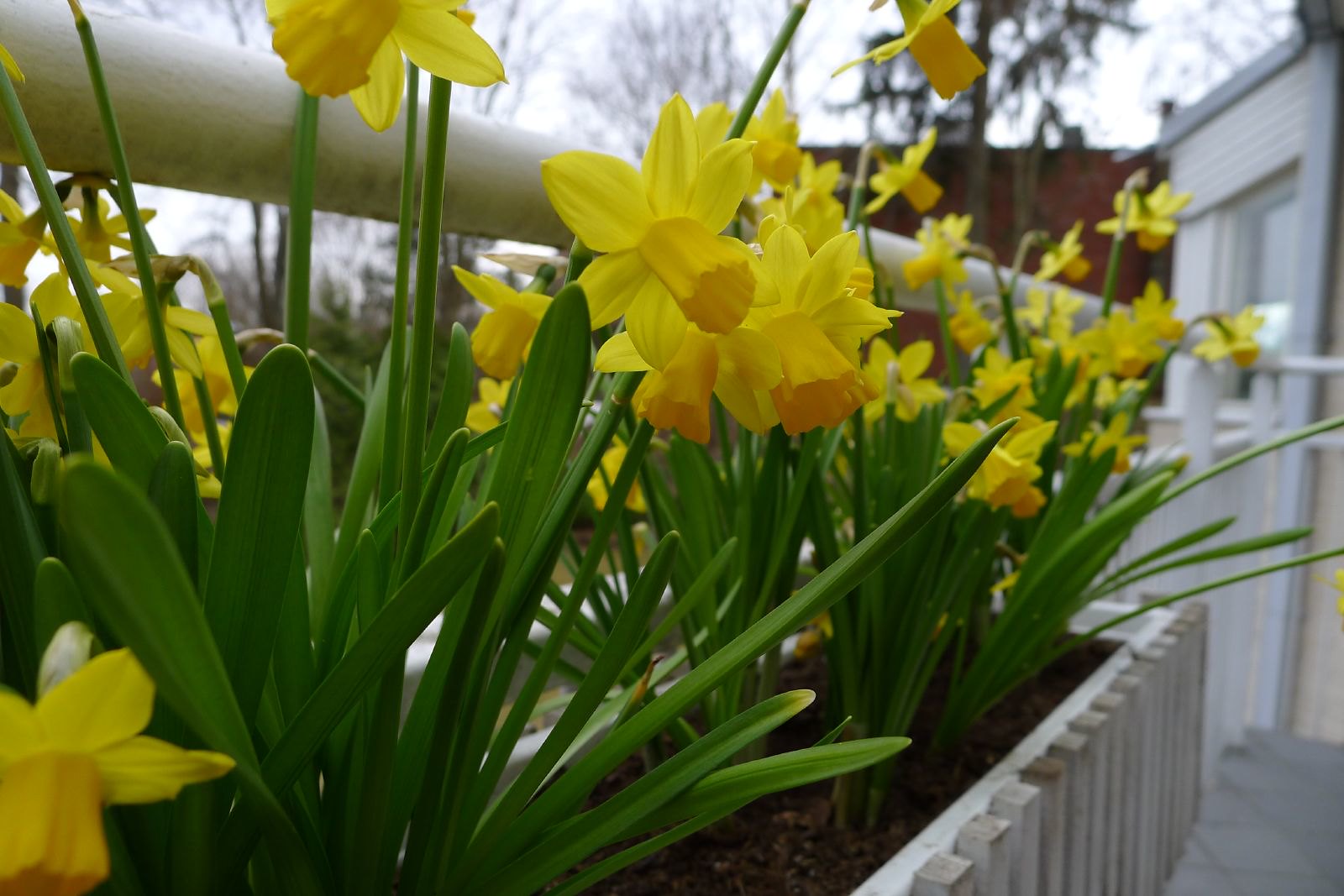 May brings gardening into full swing 1 Peggy advises waiting to remove the foliage from daffodils until it fully turns yellow. (Photo: Timo Newton-Syms)