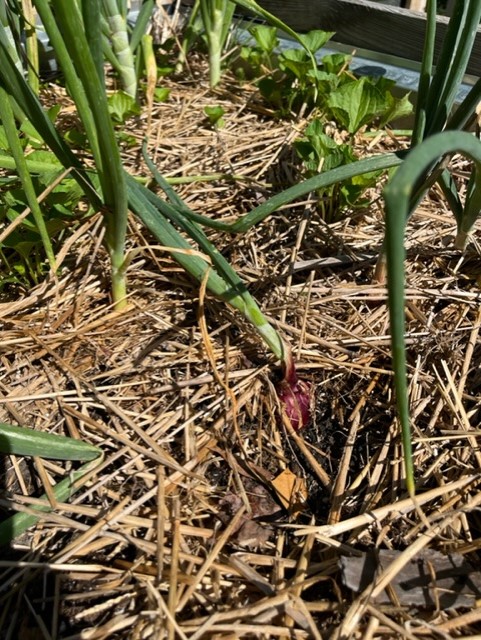 It's officially summer — what does your garden need? 4 Bent foliage signals it’s time to harvest onions and garlic. (Photo: Peggy Singlemann)