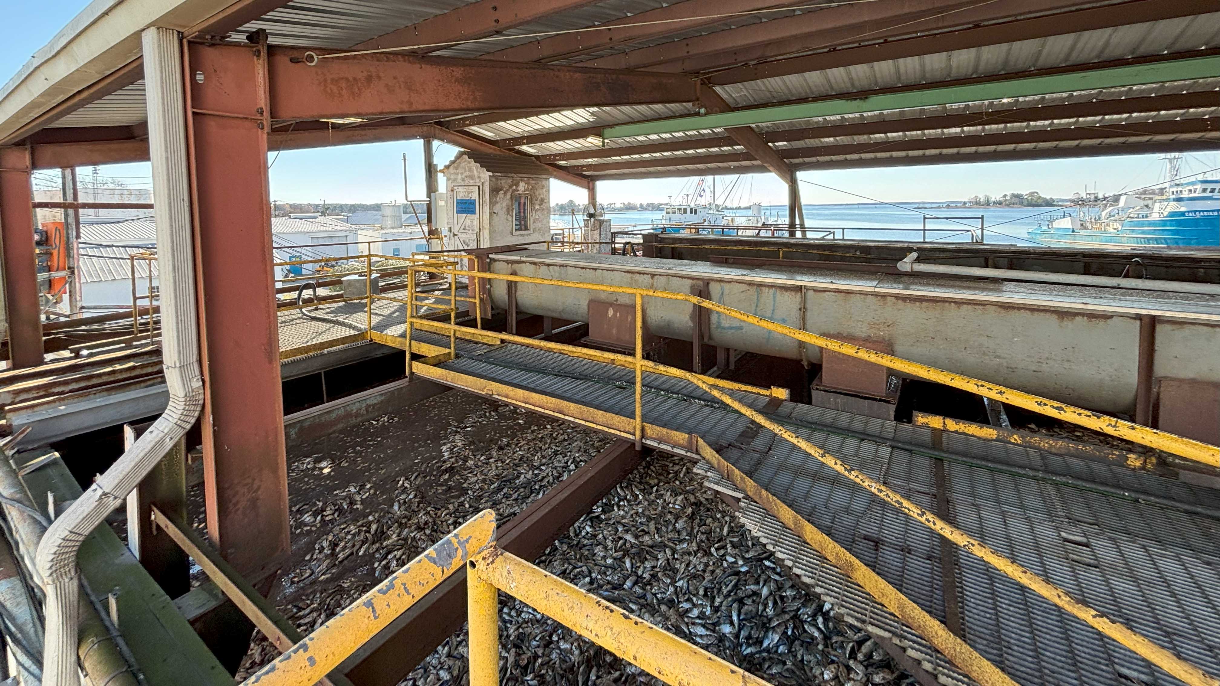 With no Bay menhaden study coming, population debates persist 2 Menhaden sit in a holding bin at Omega Protein’s Reedville reduction plant.