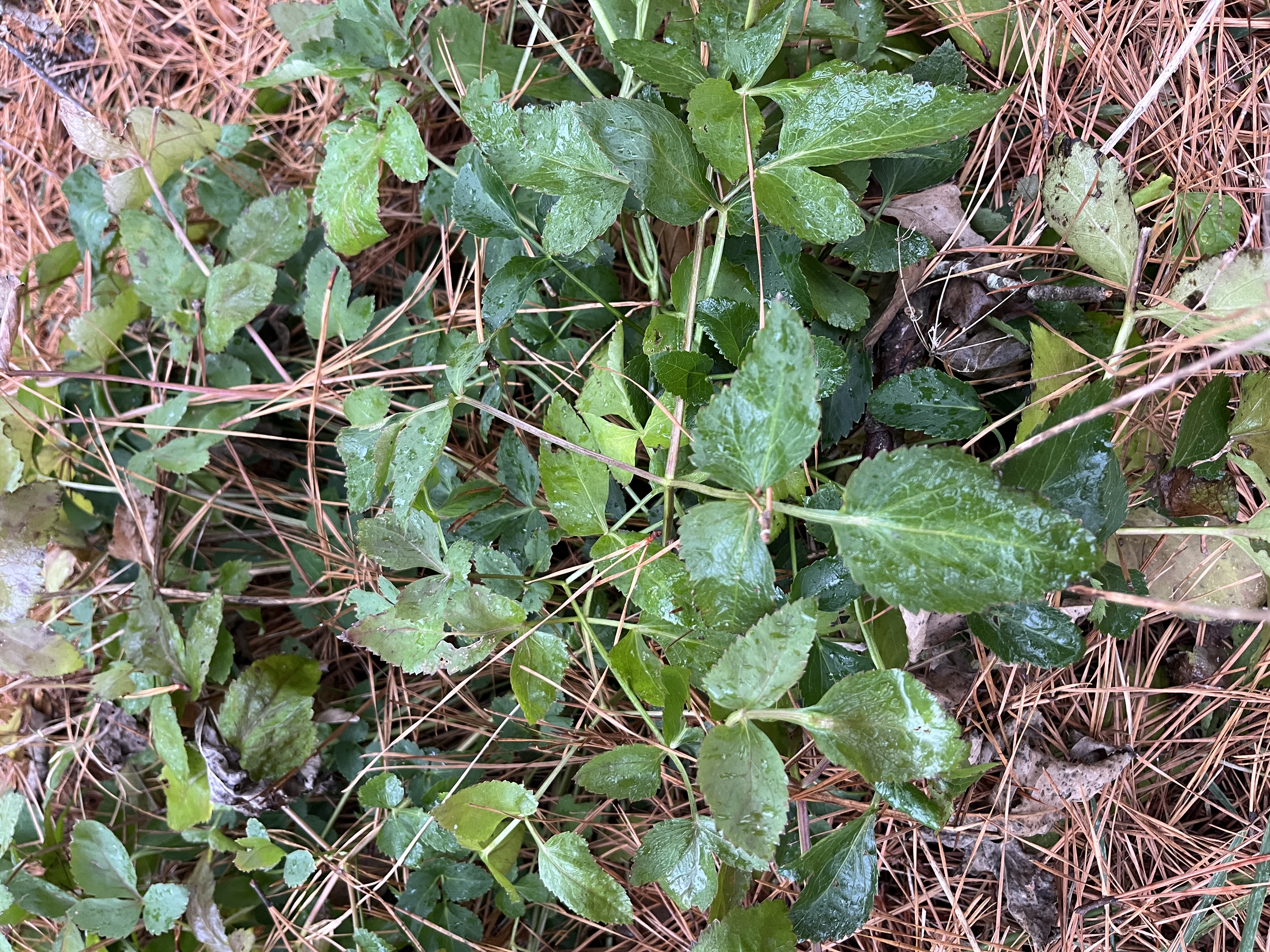 Deer-Proofing Your Winter Garden with Native Evergreens