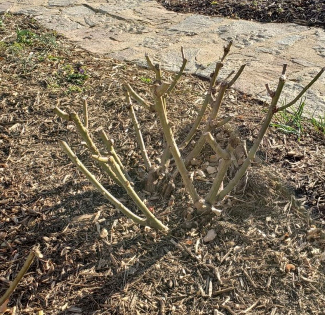 Spring is almost here, so get out the pruning shears! 1 Pruning shrub roses promotes strong new growth, which produces many blooms. (Photo: Liz Rowney)