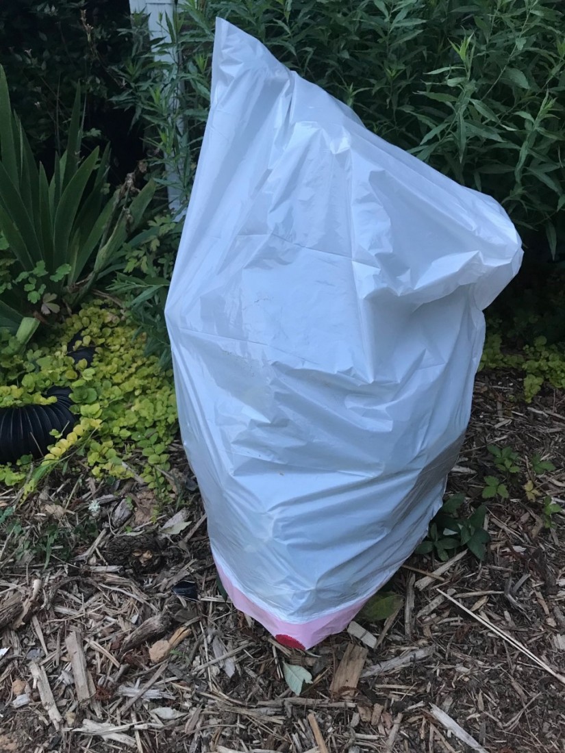 Mid-Summer Deadheading, Fertilizing and Season-Long Color 5 After treating this dwarf butterfly bush for a spider mite infestation, Peggy cut the plant down to about 6 inches above the ground and covered it with a trash bag to protect the new growth. (Photo: Peggy Singlemann)