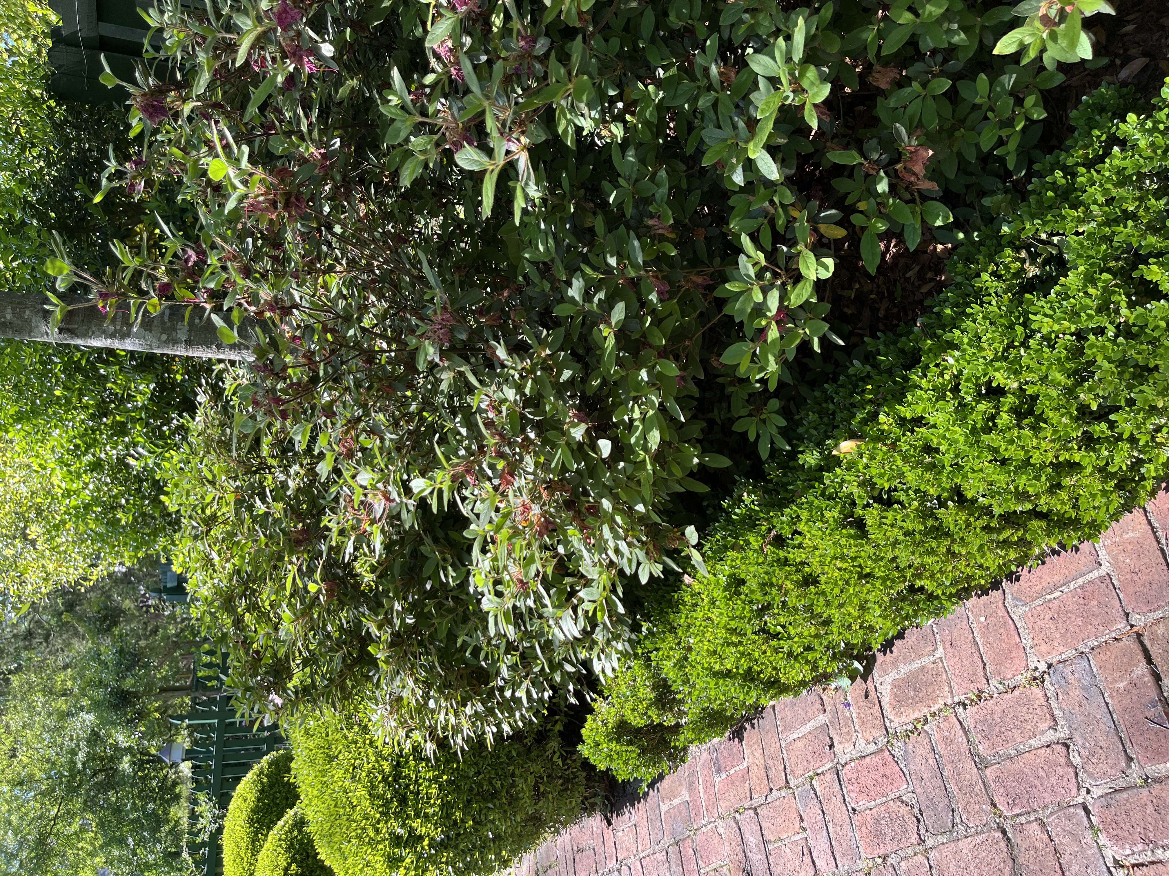To reduce overgrowth into a walkway, prune branches back into the body of the shrub instead of shearing the plant
