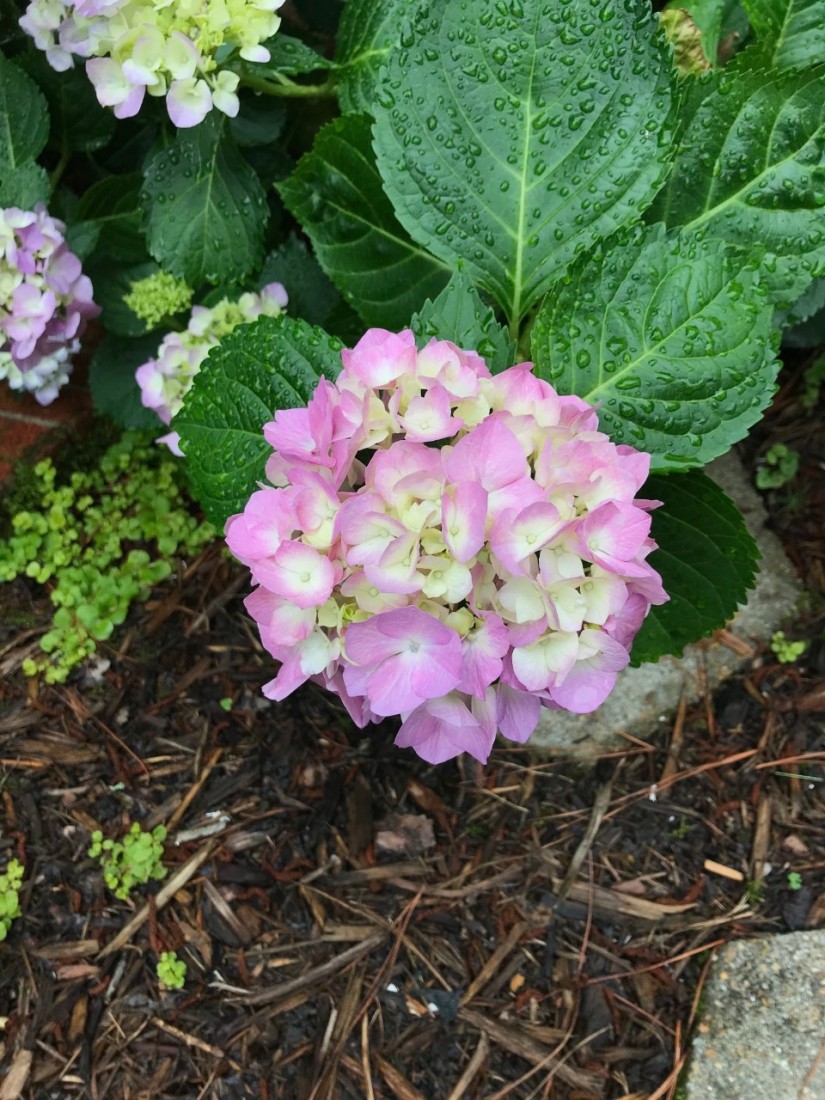 Mid-Summer Deadheading, Fertilizing and Season-Long Color 4 Without acid in the soil to help bind the aluminum, Hydrangea macrophylla flowers range from pink to lavender. (Photo: Peggy Singlemann)