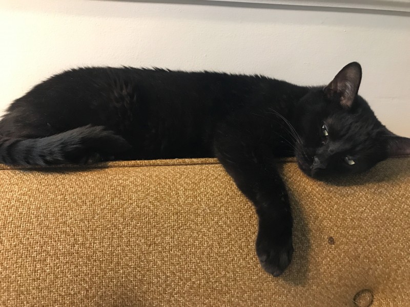 Validate Your Mental State 1 Kelly and June's cat, Binx aka Mr. Binx aka Ghostface Kitteh wants you to know ... it's okay to not be okay. 