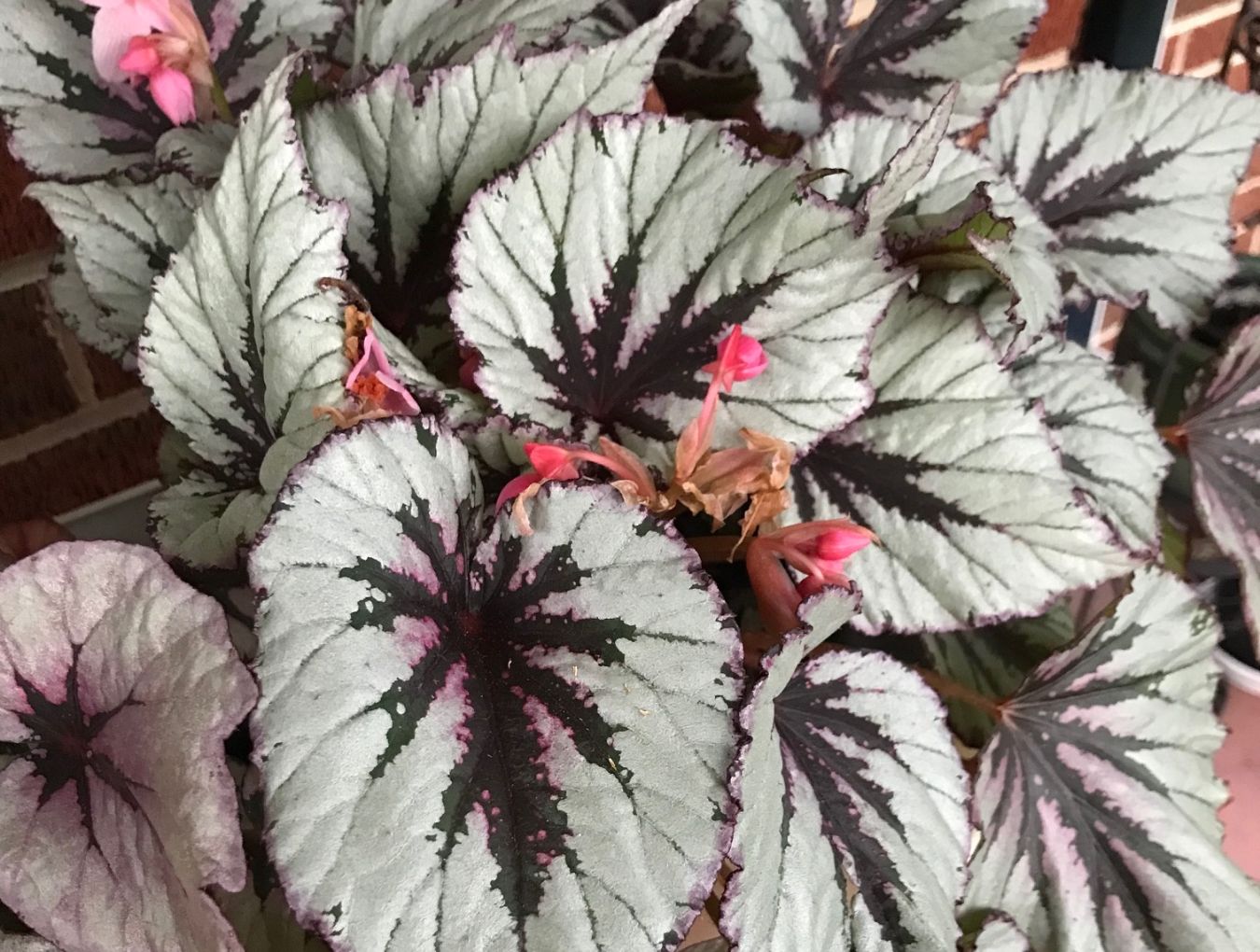 Cool-Weather Plants and First Frost Prep 5 Closely examine your houseplants for insects before bringing them inside for the winter. (Photo: Peggy Singlemann)