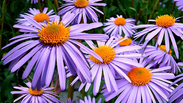 Falling into Winter 4 asters