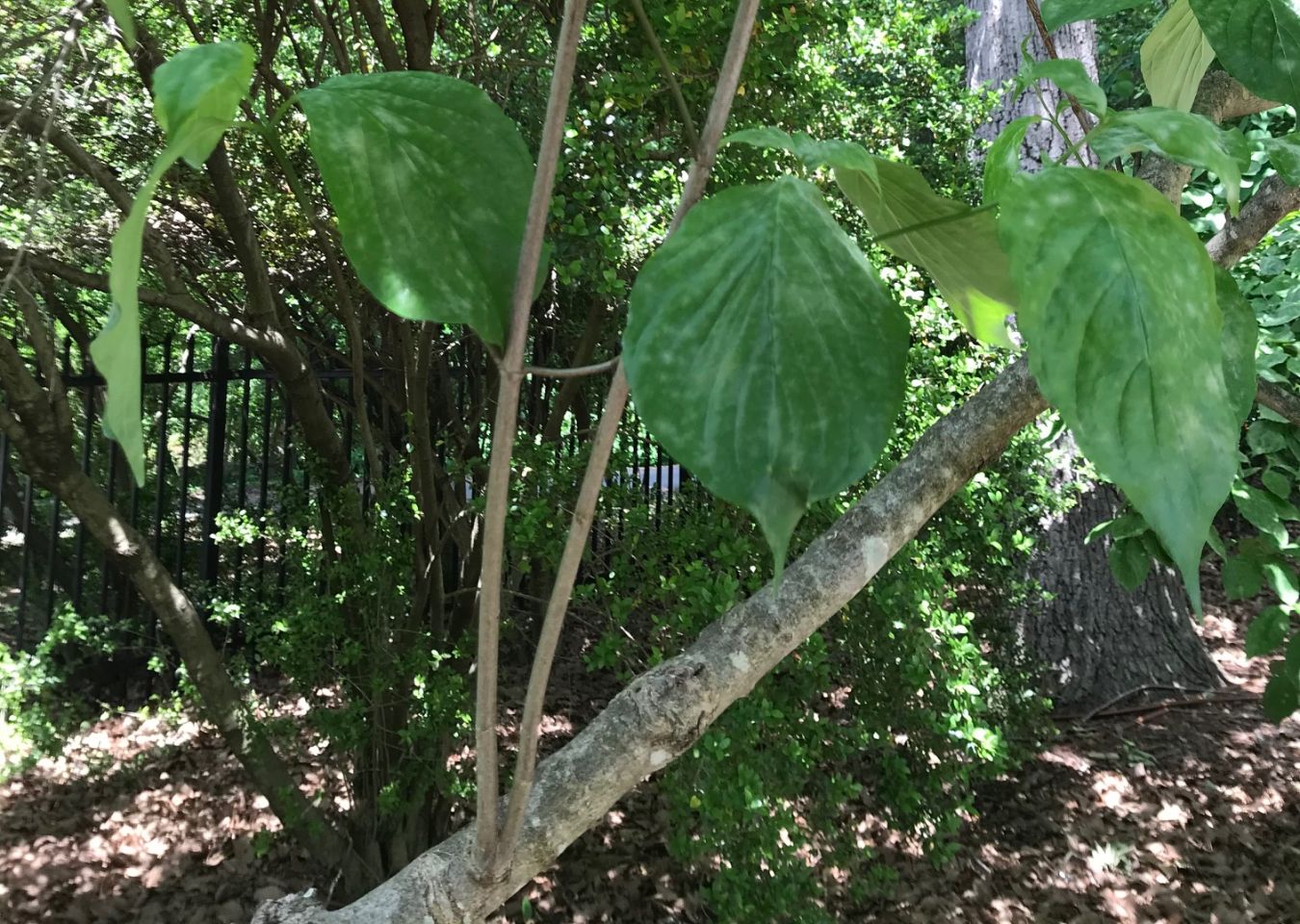 Prepare for Summer Blooms and Sow Fall Vegetables 3 Only prune what is necessary, like this "water sprouts" that grow abnormally vertical on branches. (Photo by Peggy Singlemann)