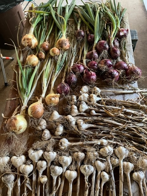 It's officially summer — what does your garden need? 5 Allow onions and garlic to cure for a few weeks until the skin is dry and papery. (Photo: Peggy Singlemann)