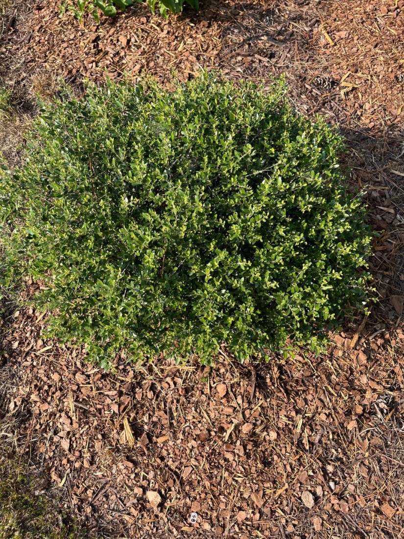 Cool Weather Vegetables, Fall Lawn Care, and Houseplants 2 Supplement the existing mulch to conserve soil moisture during dry conditions. This is a native Yaupon holly, Ilex vomitoria ‘Bordeaux’. (Photo: Peggy Singlemann)