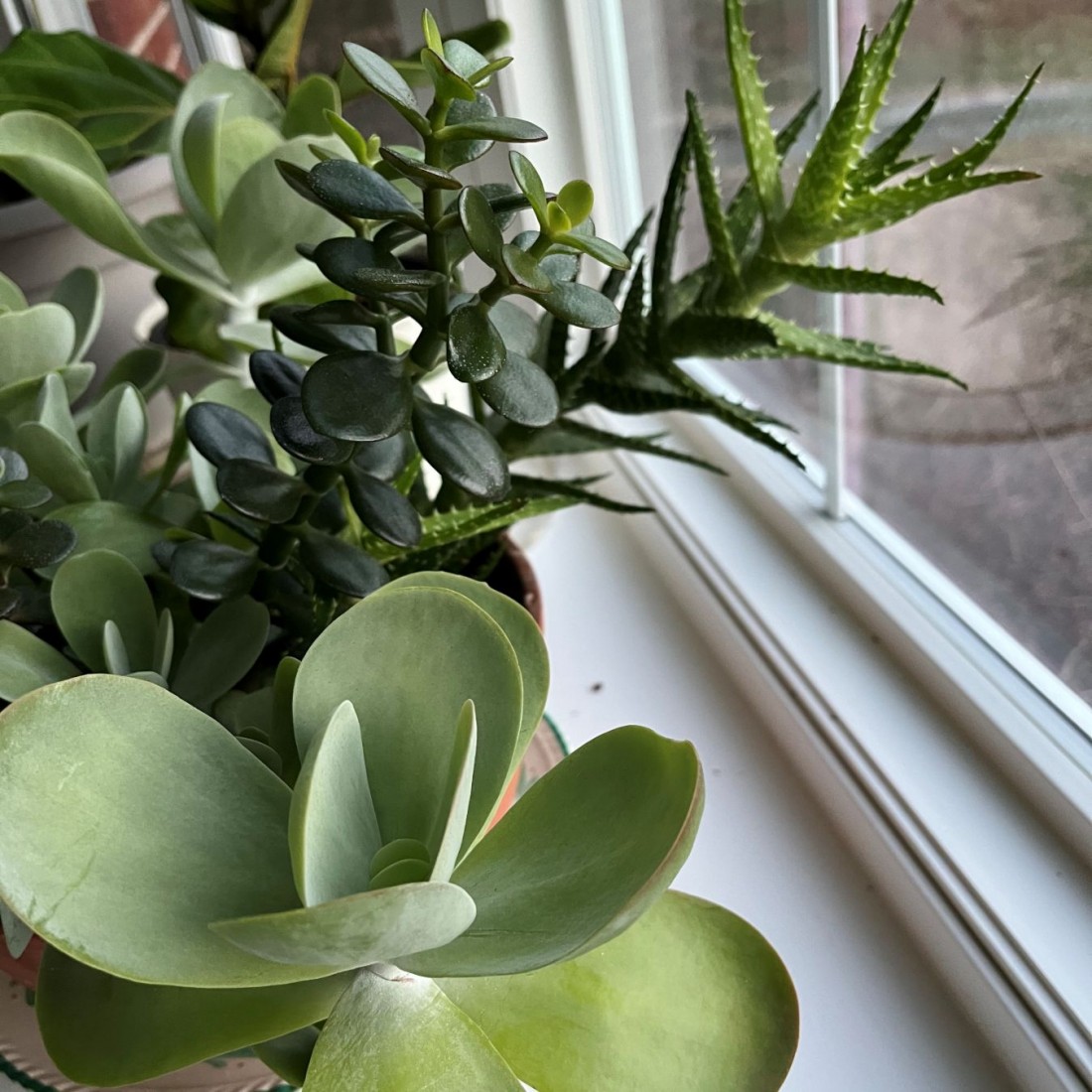 Winter is the perfect time for Trimming, Weeding, and Houseplant Care 5 Phototropism is the way plants respond to and move because of light. Here, Peggy's succulents are leaning towards the window for light. You can give you plants even light exposure by turning them every few days. (Photo; Peggy Singlemann).