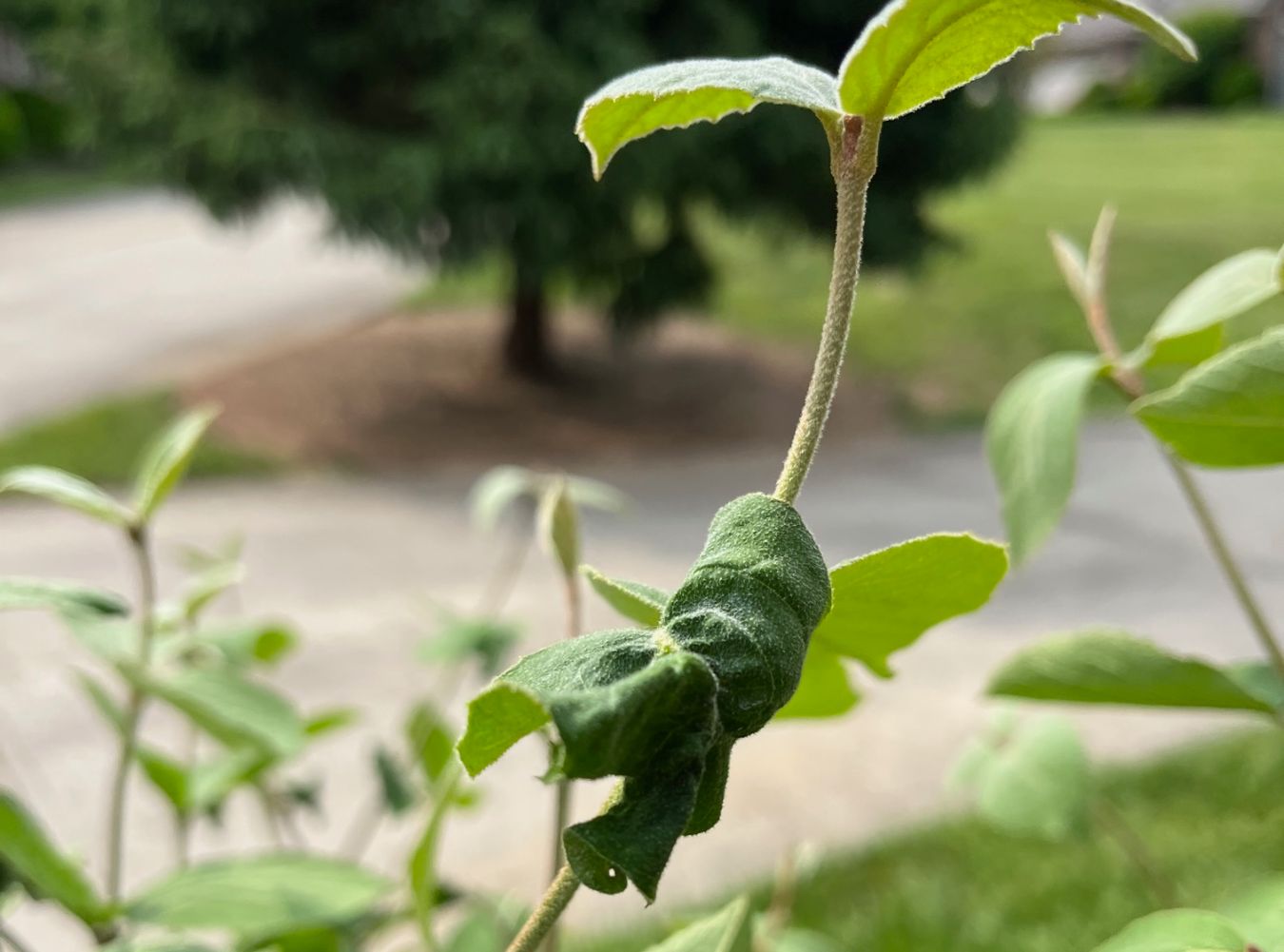 Late frosts can damage young leaves, but new growth afterwards is typically fine.&nbsp;(Photo: Peggy Singlemann)