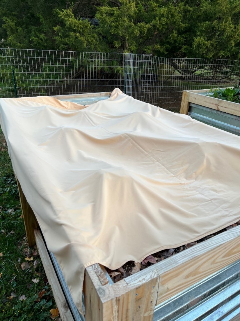 The simple act of placing cotton sheets over tender plants on nights a frost is predicted will protect them until morning when the sheets are removed. (Photo: Peggy Singlemann)