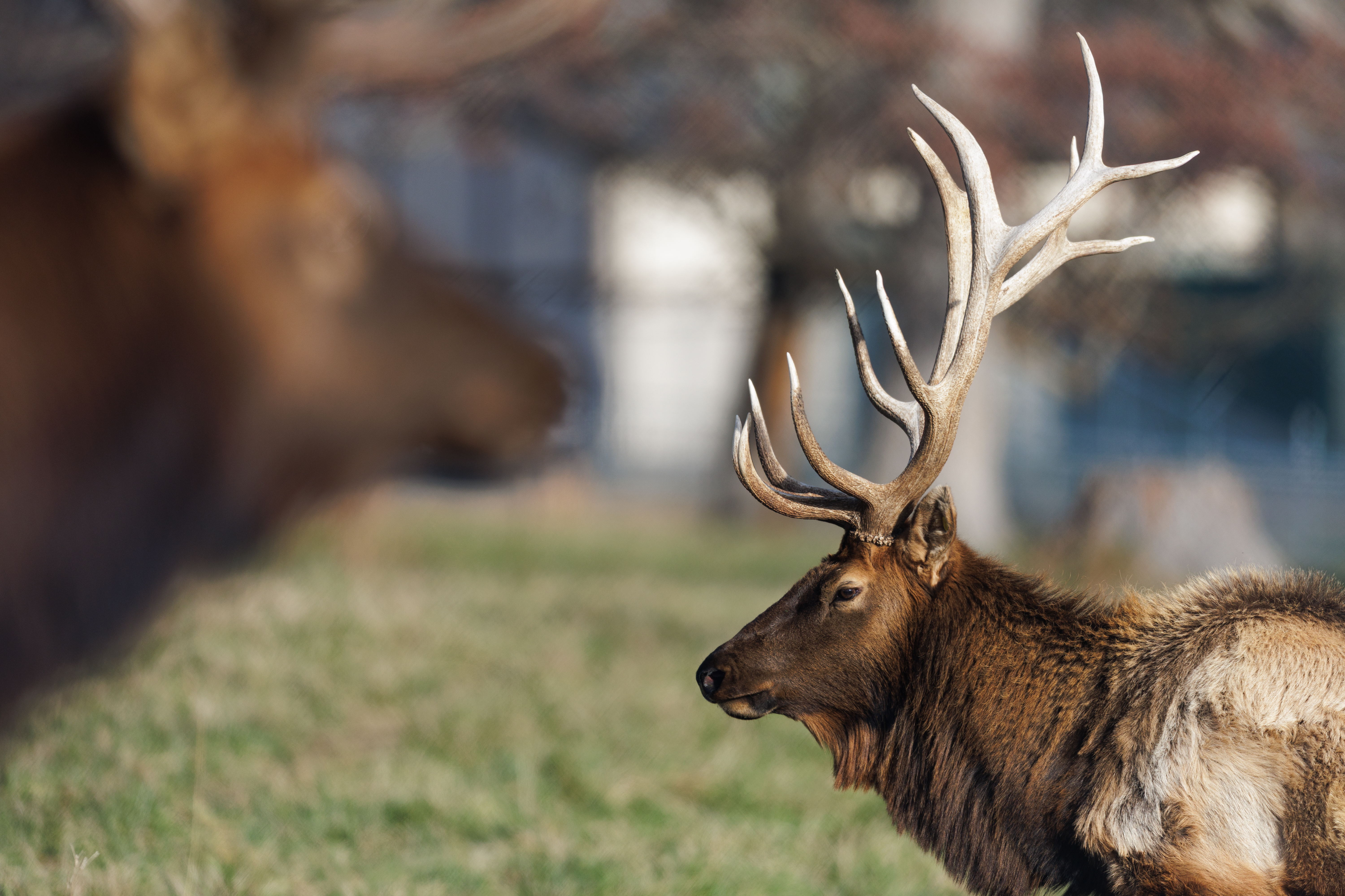 Bellwood elk, energy affordability bills and Red Onion investigation 3 20251212 holiday elk sa1 5274